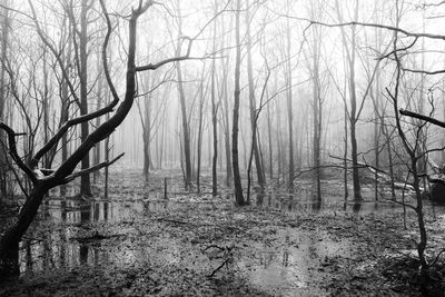 Bare trees in forest