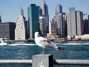 Seagull flying over river