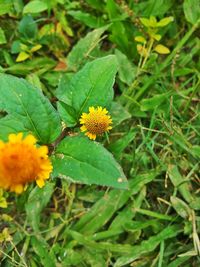 Close-up of yellow flower