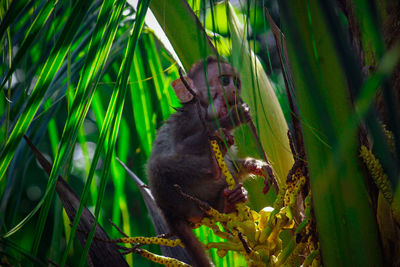 Monkeys sitting on grass