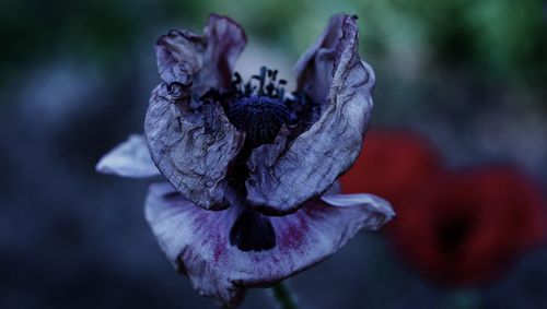 Close-up of wilted flower against blurred background