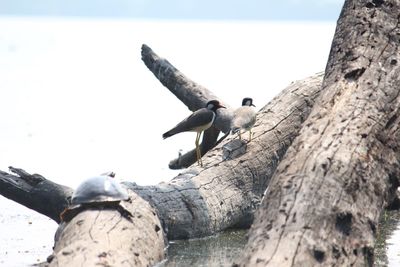 Close-up of bird perching on wood against sky