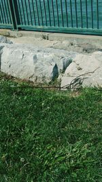 High angle view of bird on grass