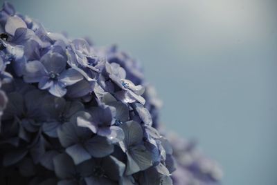 Close-up of purple hydrangea flowers