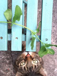 Portrait of a cat