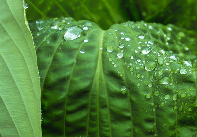 Close-up of wet leaves on rainy day