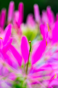 Close-up of pink crocus flowers