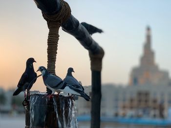 Seagulls perching on wooden post