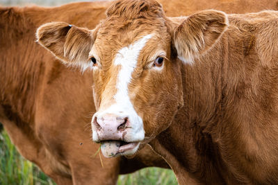 Close-up of cow