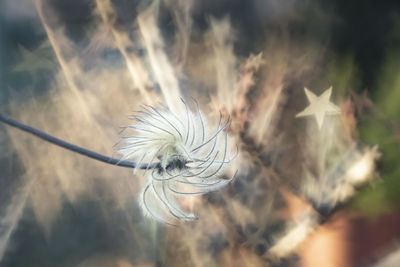 Close-up of dandelion against white background