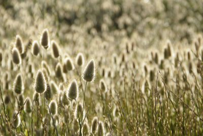 Close-up of flowering plants on land