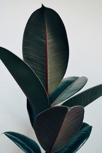 Close-up of plant against white background