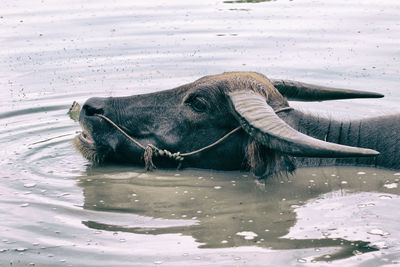 Horse in a lake