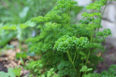 Close-up of small plant growing on field
