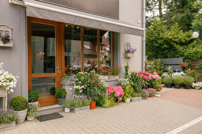 Potted plant in front of house