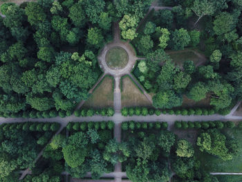 High angle view of plants and trees in garden