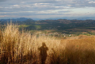 Scenic view of wheat field against sky