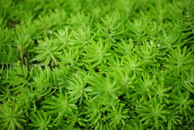 Full frame shot of plants growing on field