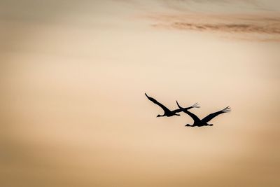 Silhouette of birds flying in sky