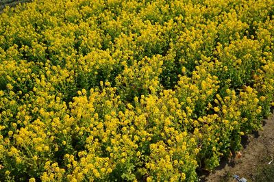 Full frame shot of yellow flowers