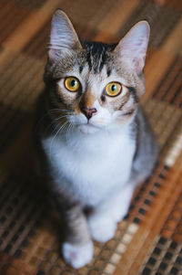 Close-up portrait of cat