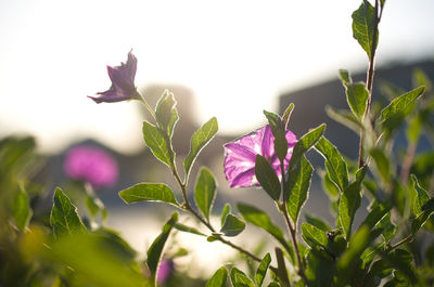 Close-up of pink flowers growing on plant