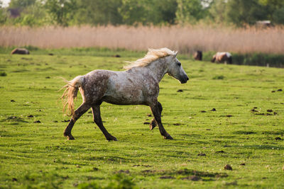 Horse in a field