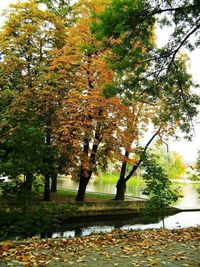 Autumn leaves on tree trunk