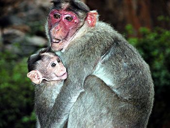 Close-up of an animal