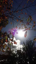 Low angle view of trees against sky