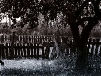 Trees in park