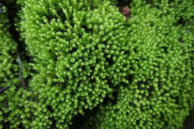 High angle view of fresh green plants