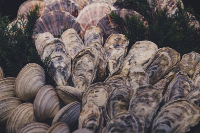 Close-up of shells