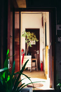 Potted plants on window of building