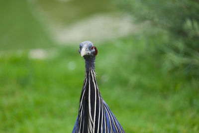 Close-up of bird on land