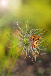 A gentle butterfly on a bright warm spring morning.