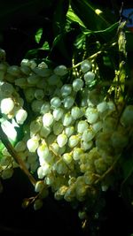 Close-up of grapes growing on tree