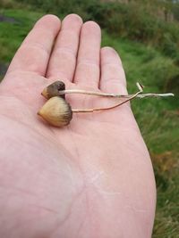 Close-up of hand holding small leaf