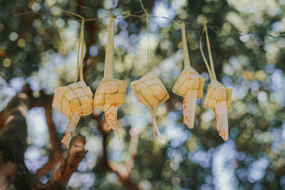 Low angle view of decoration hanging on tree