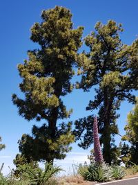 Low angle view of trees against clear blue sky