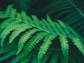 Close-up of fern leaves