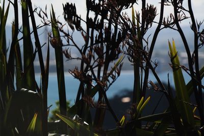 Close-up of plants against sky