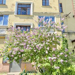 Low angle view of flowering plants by building