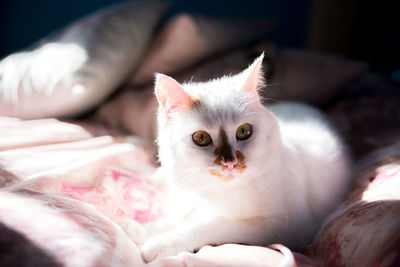 Cat relaxing on hand