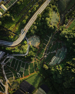 High angle view of trees by road