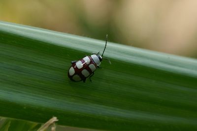 Close-up of insect on leaf