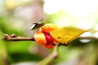 Close-up of red berries on plant