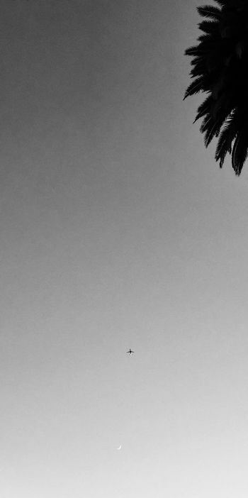 LOW ANGLE VIEW OF BIRDS FLYING IN SKY
