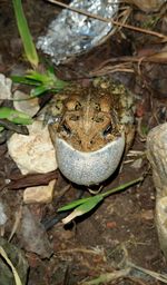 High angle view of frog on land