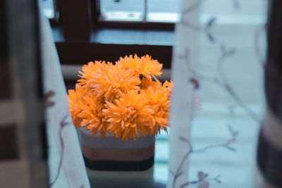 Close-up of yellow flower in vase